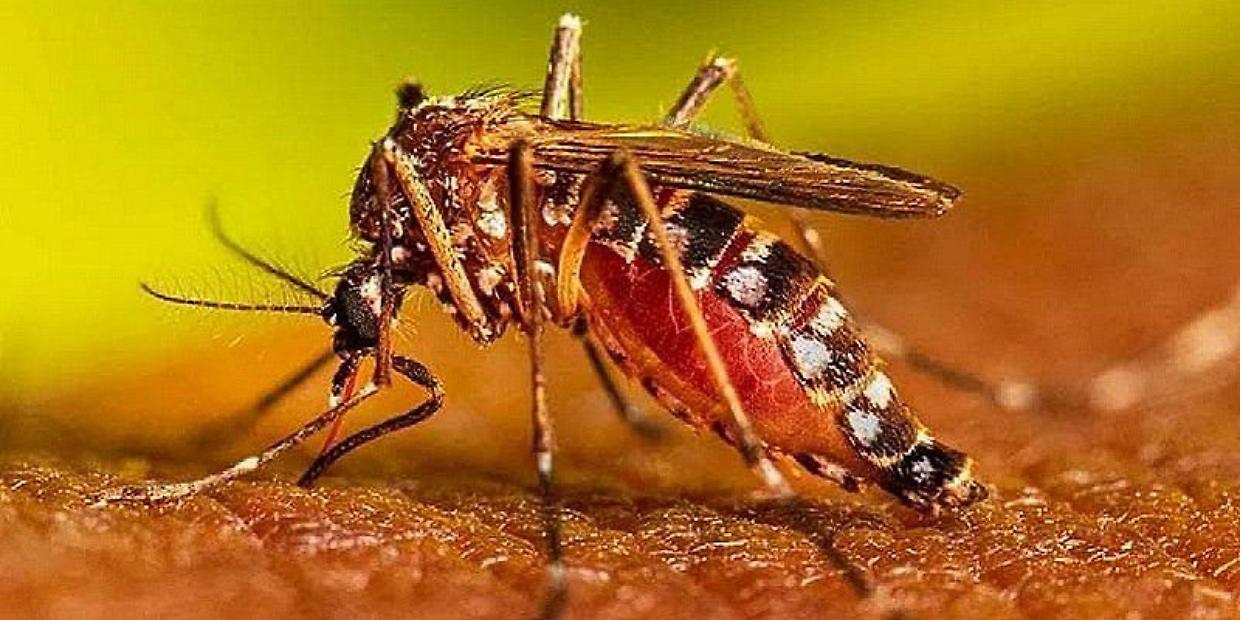 West Nile, anziana morta: confermato il contagio
