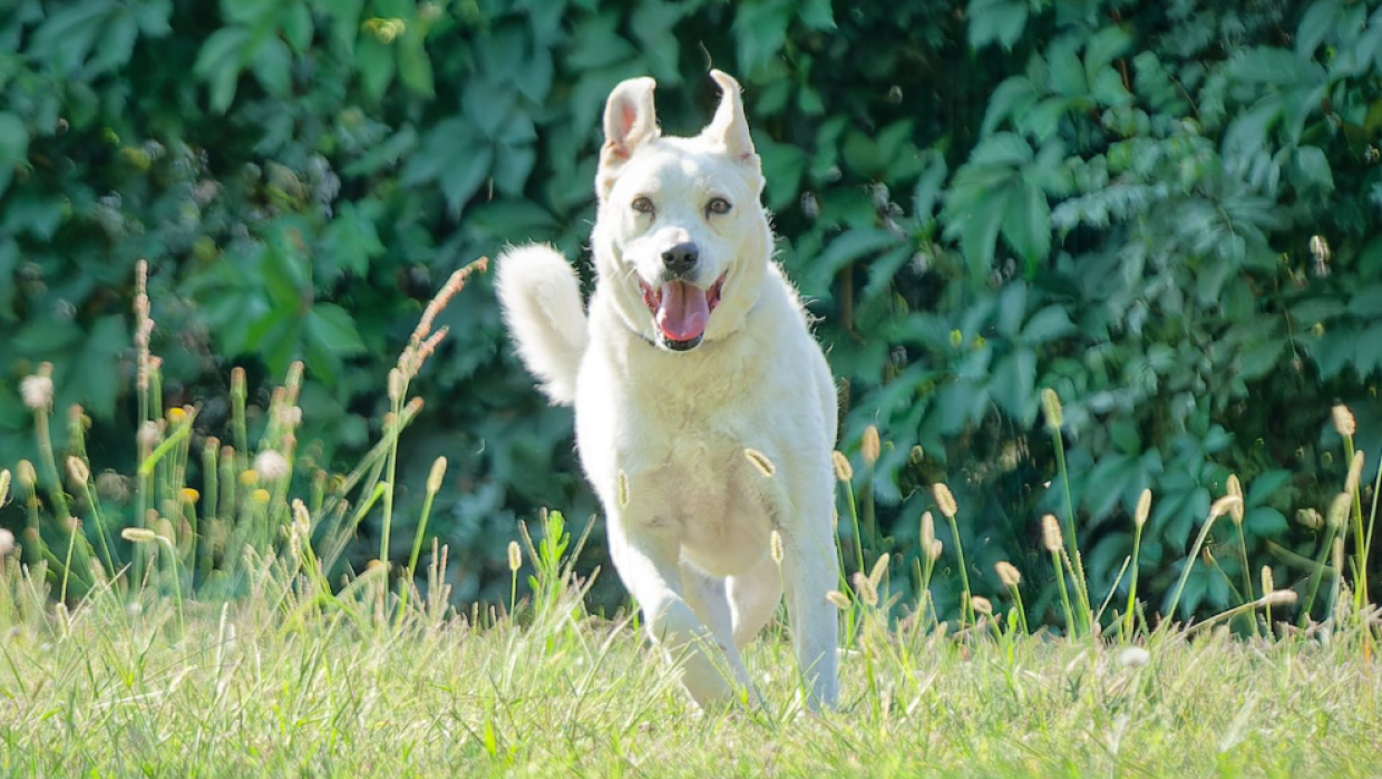 Una cagnolona buona, Bianca