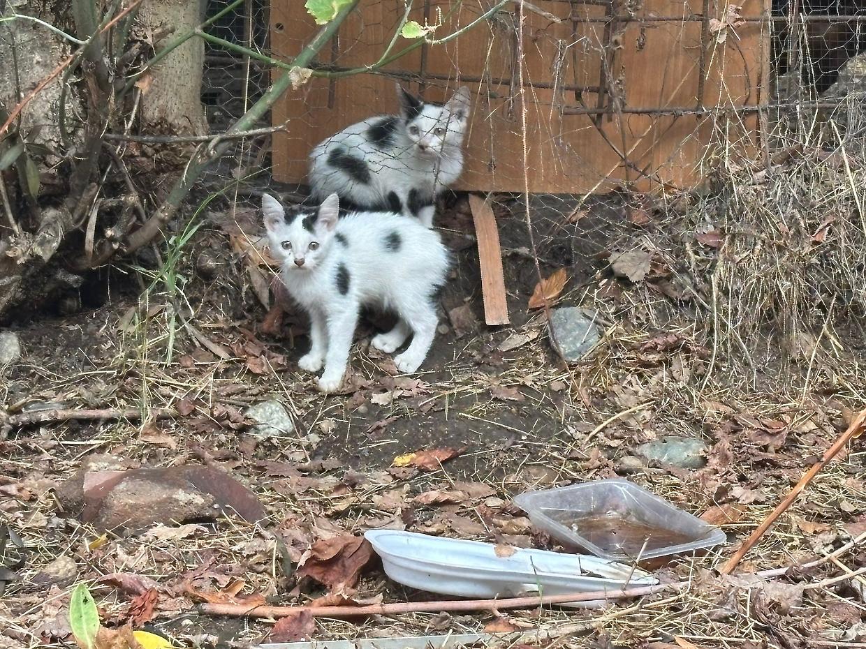 Gatti e polli maltrattati tra rifiuti e rom abusivi: viaggio negli orti occupati da oltre 50 anni