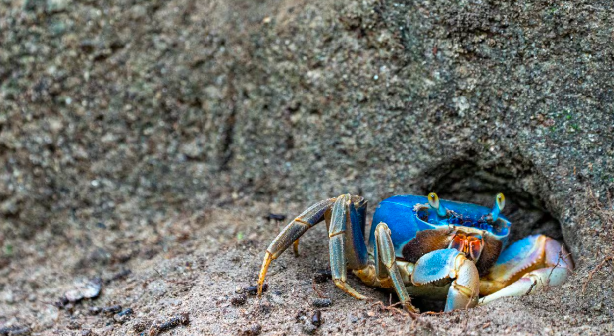 Granchio blu: i dissuasori sonori che proteggono gli allevamenti di vongole
