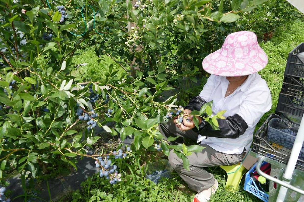 Cuneo, stagione della frutta estiva in chiusura: bene mele e nocciole, sfide per pere e pesche tardive