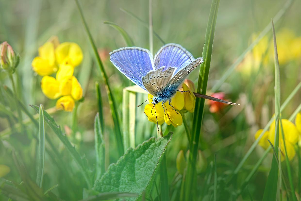Piccole ali blu nei cieli di Torino: l'eleganza dell'Icaro