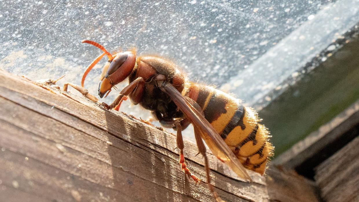 Calabroni in casa o in giardino? Ecco come allontanarli senza fare danni