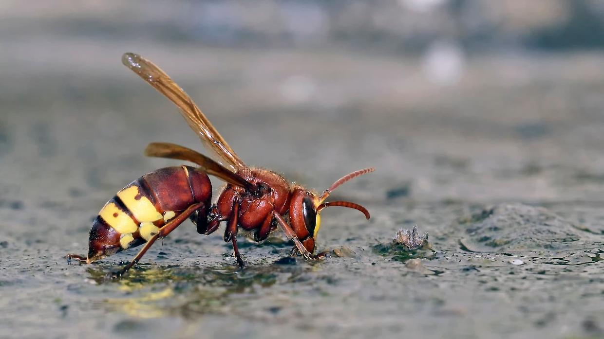 Trovati calabroni asiatici in Val Borbera: allarme per la biodiversità e l’apicoltura