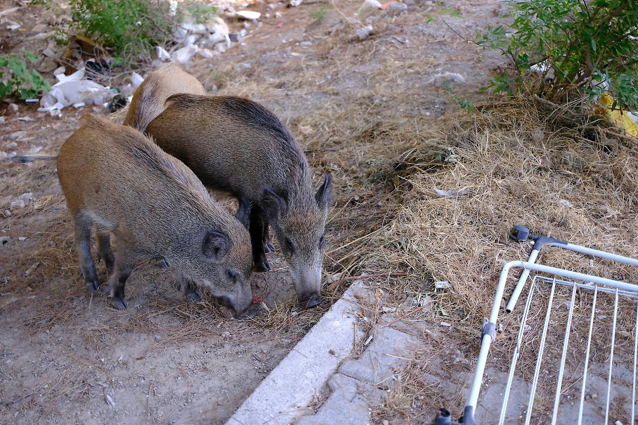 Sparare ai cinghiali «Un grosso sbaglio»