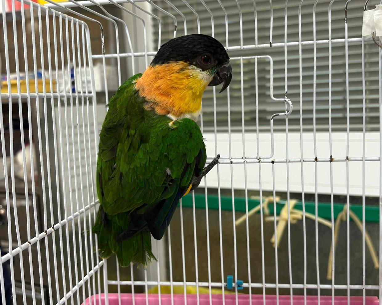 Pappagallo smarrito a Grugliasco: l'uccello è ora in cura al CANC