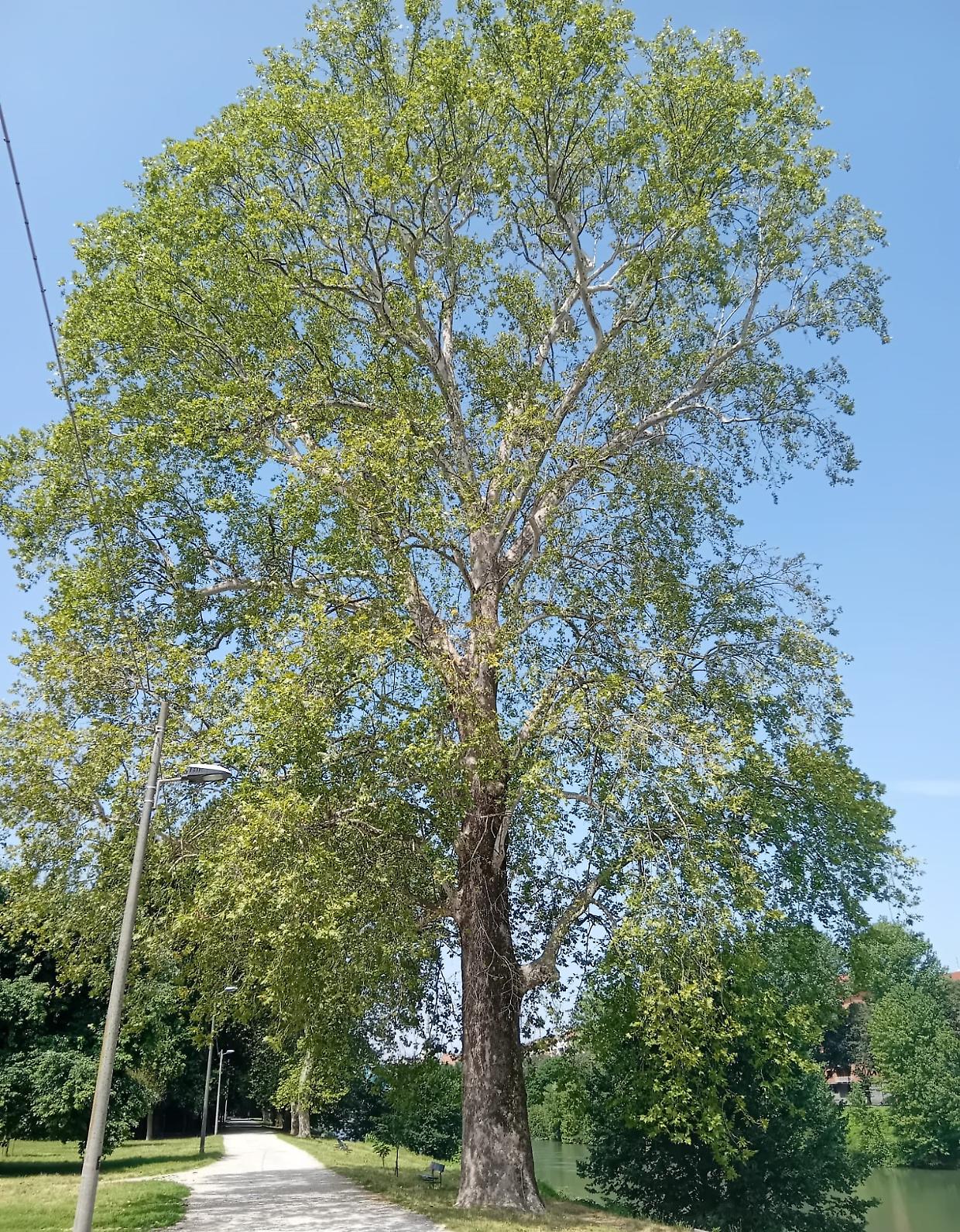 Strade provinciali: chiusure e modifiche al traffico per il taglio degli alberi e lavori di sicurezza