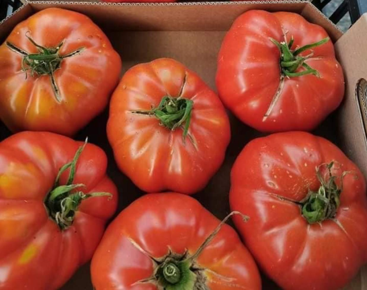 Andare per sagre (e fiere) nel fine settimana tra pomodori e peperoni 