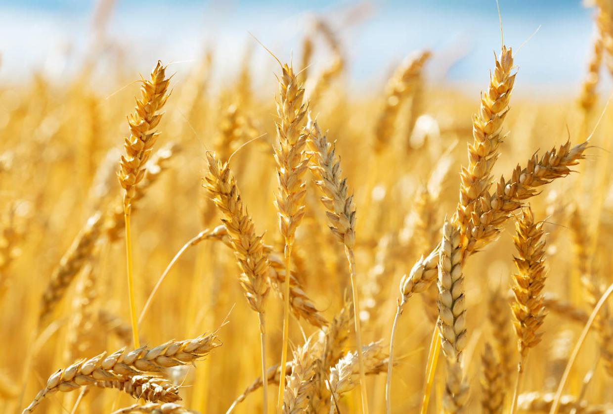 Importazioni di frumento in crescita: Coldiretti Piemonte lancia l’allarme