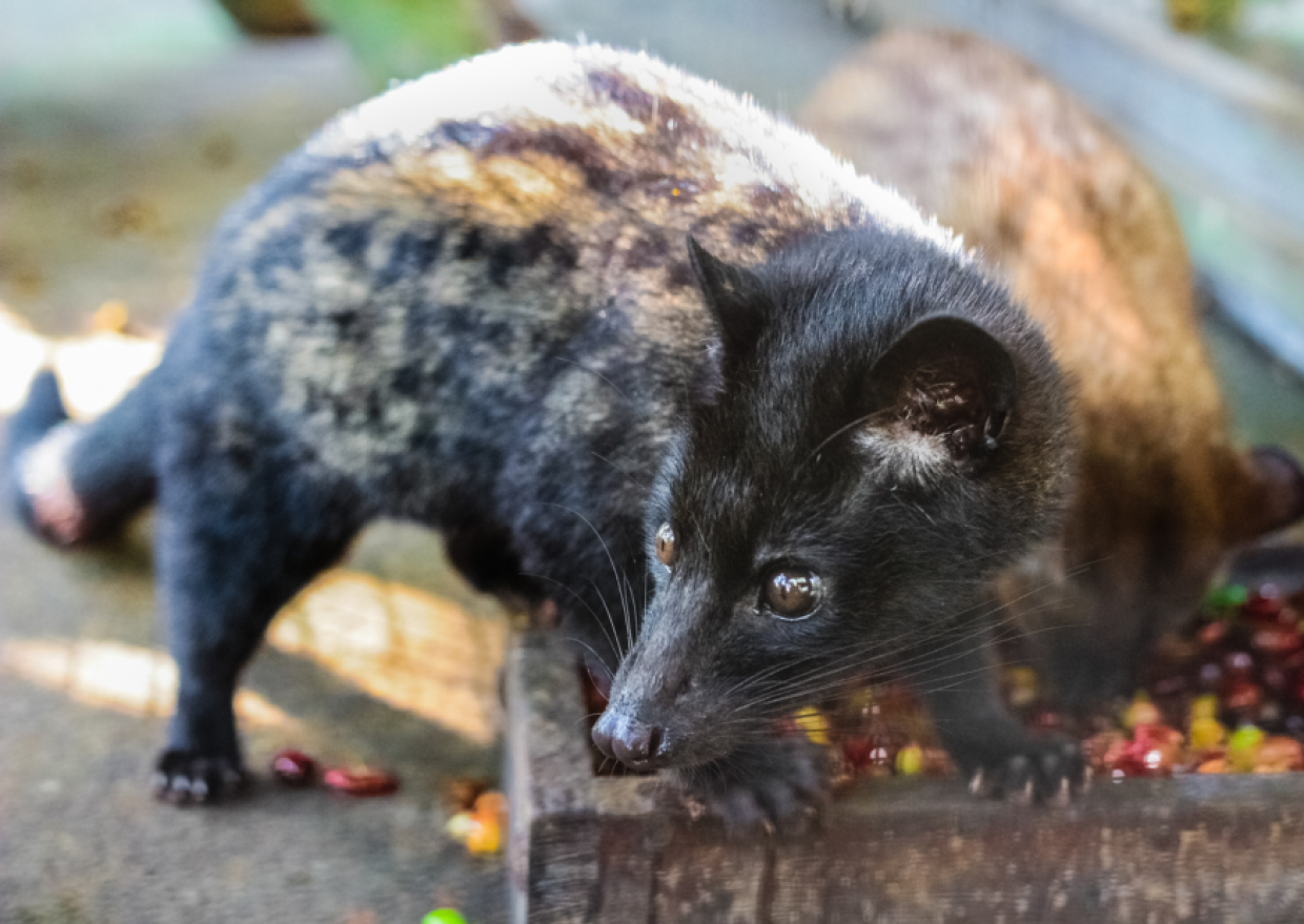 Kopi Luwak: il caffè più caro del mondo… e più crudele