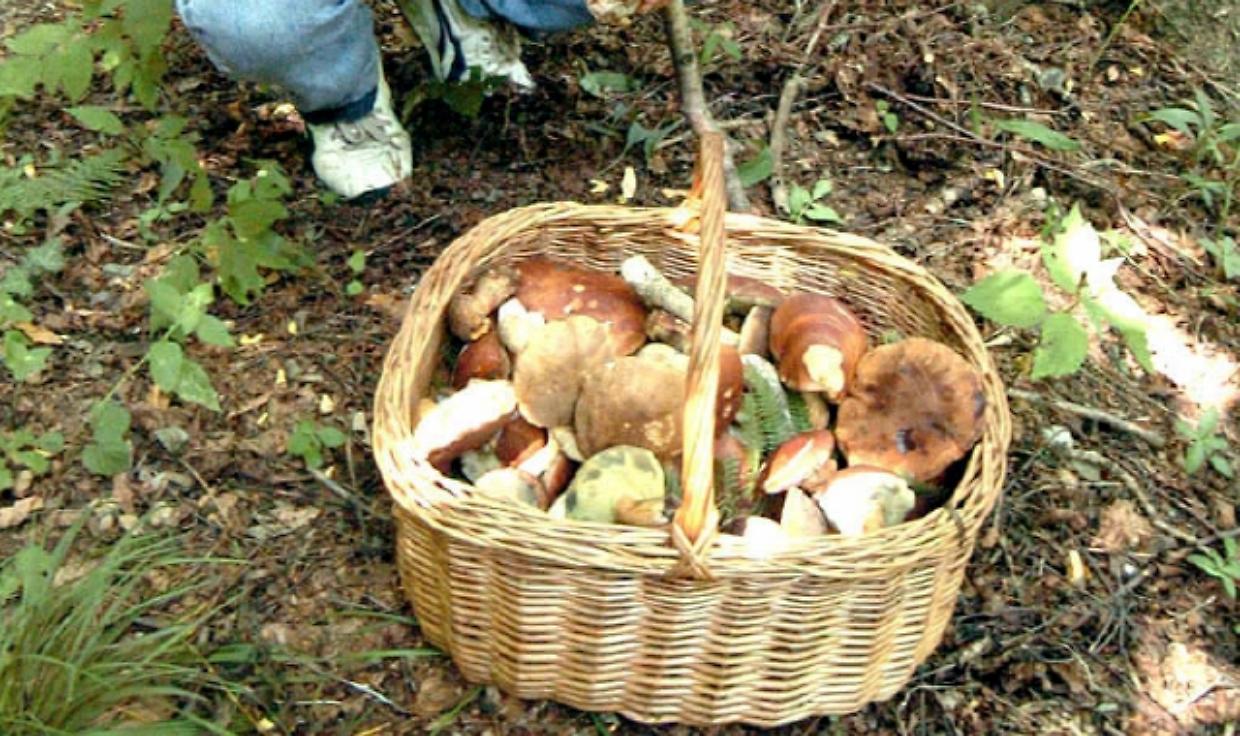 Due cercatori di funghi ottantenni salvati nei boschi sopra il Lago Maggiore
