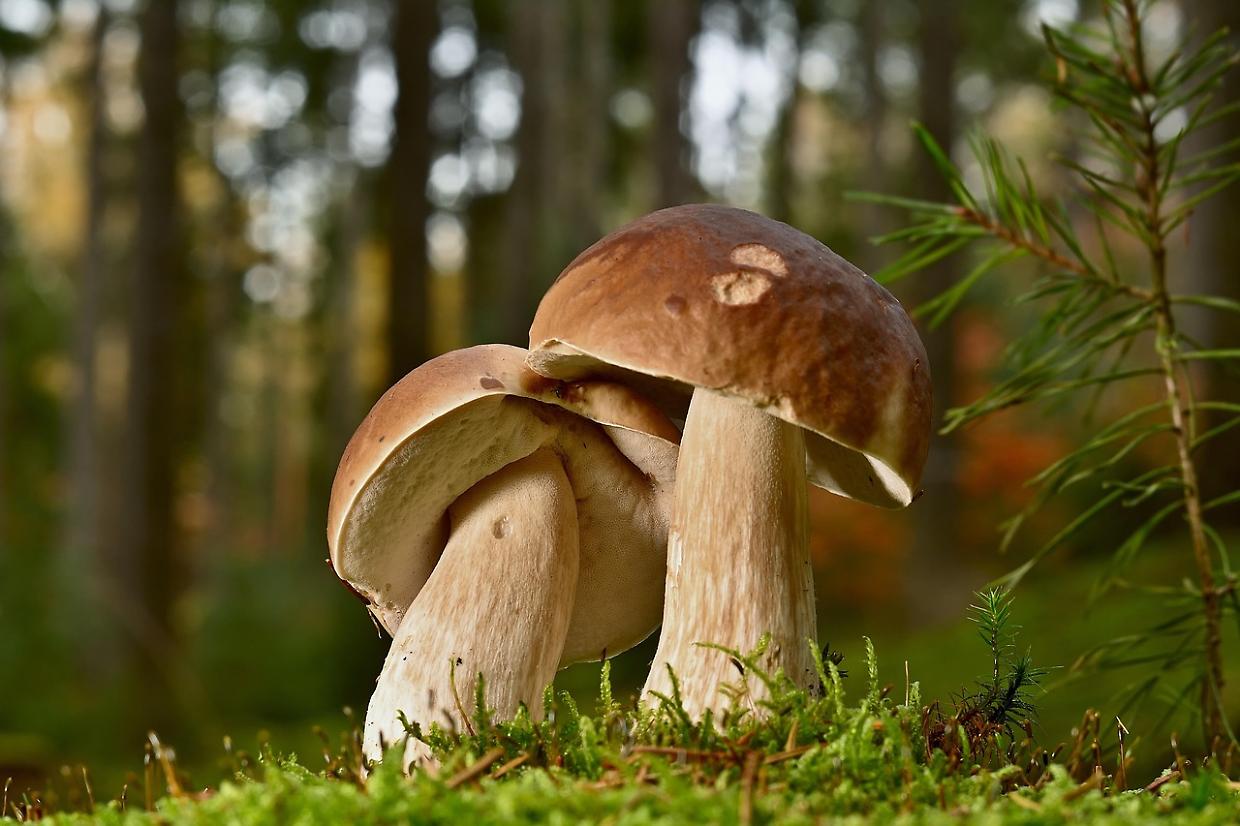 Raccolta funghi 2025: la guida completa alle autorizzazioni regionali