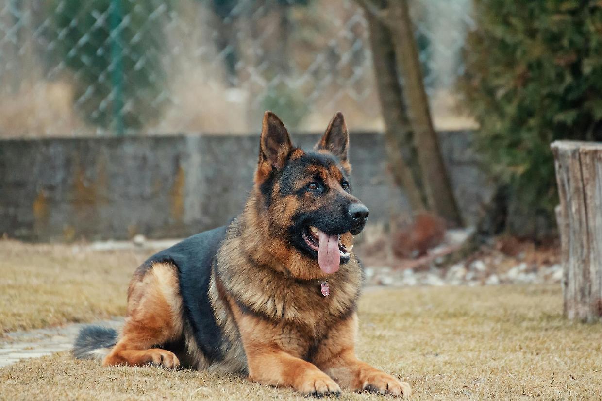 Smentita la notizia sul cane morto a Nichelino : ancora nessuna certezza sull’avvelenamento