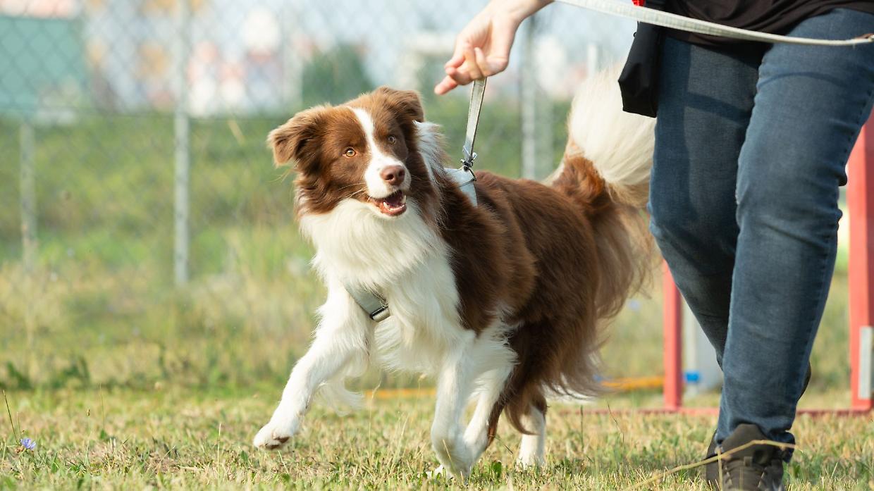 Trofarello, riapre l’area cani: chiusa dopo un sospetto avvelenamento