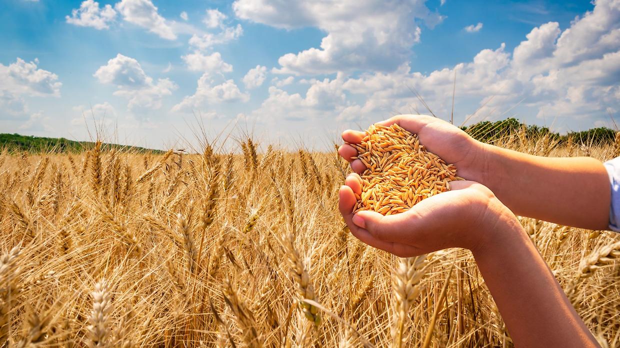 Agricoltura in crisi: costi alle stelle, prezzi troppo bassi e aziende a rischio chiusura