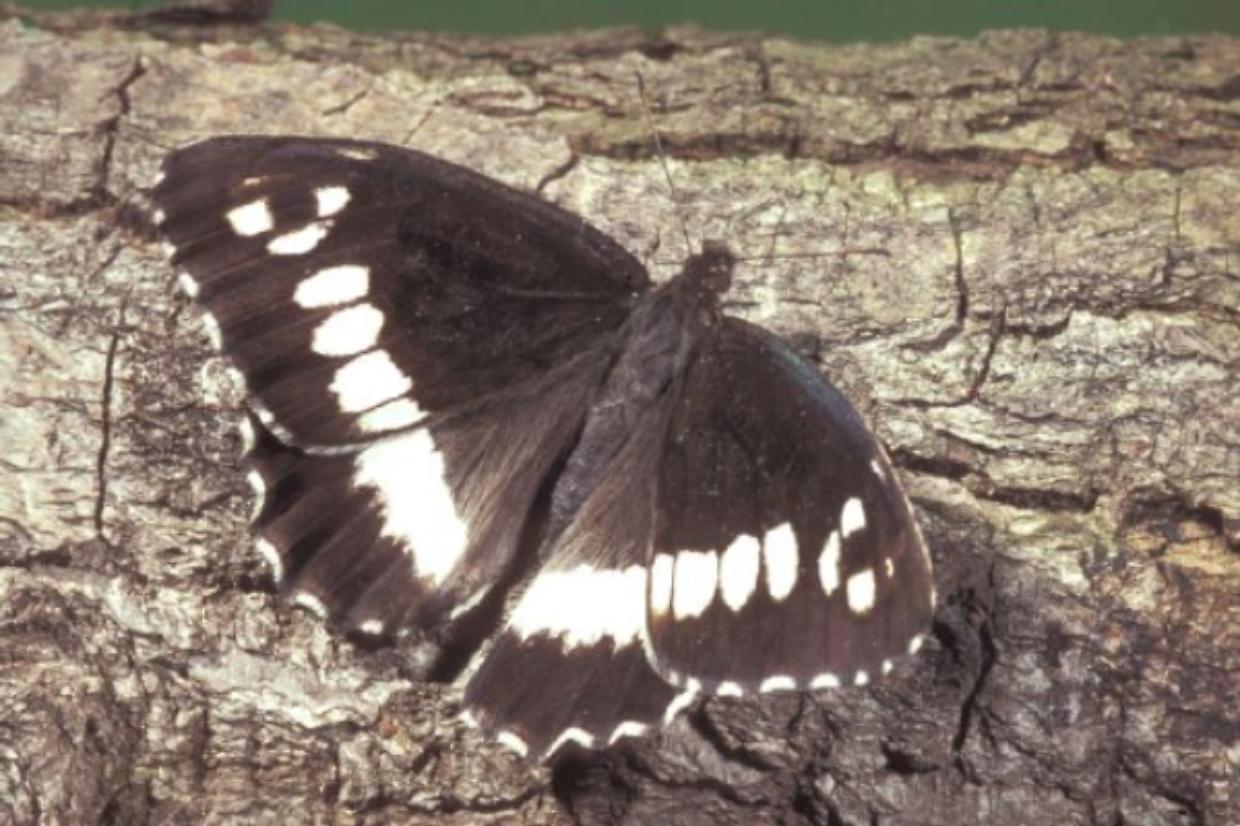 Brintesia circe: come riconoscere la "maga" delle farfalle piemontesi
