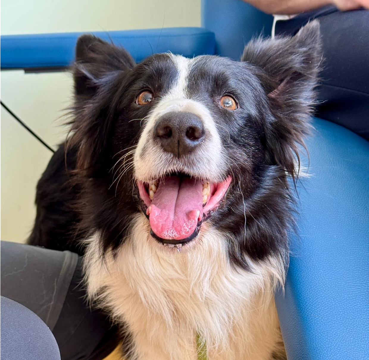 Torino, i cani "eroi" che portano sorrisi nel reparto oncologico