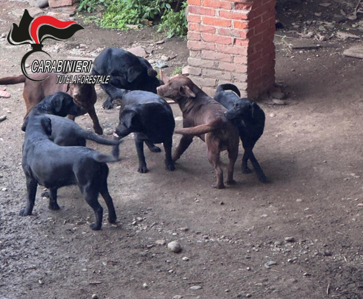 Cuccioli senza pedigree e microchip: sequestrati 12 cani nel torinese