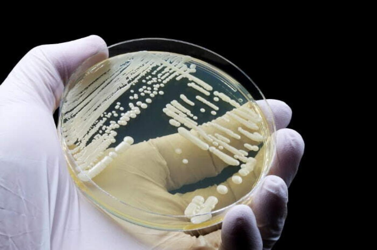Candida auris, il fungo resistente che minaccia gli ospedali europei