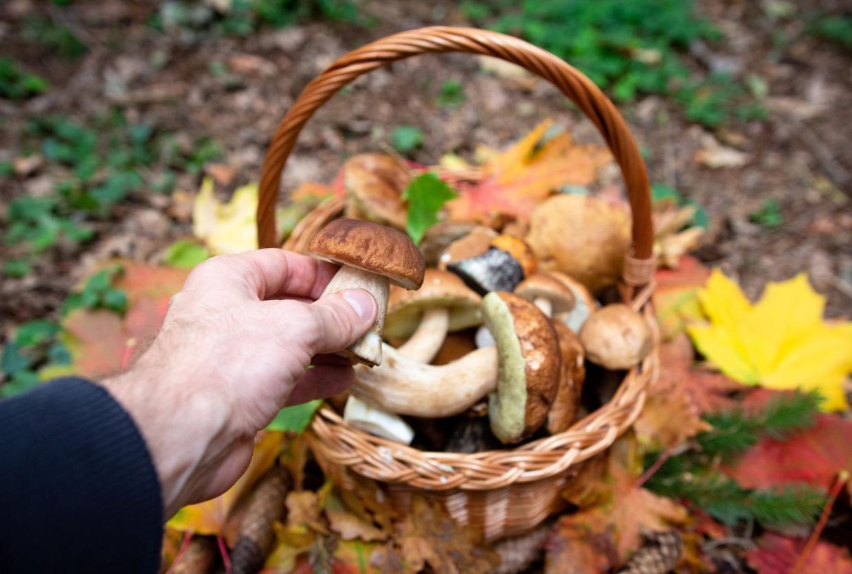 Funghi nei boschi del Piemonte, stagione da record: l’allerta del Soccorso Alpino