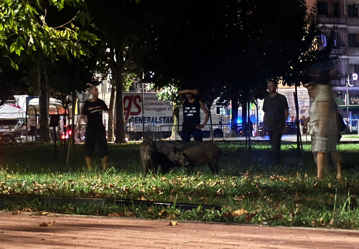 I cinghiali e gli animalisti