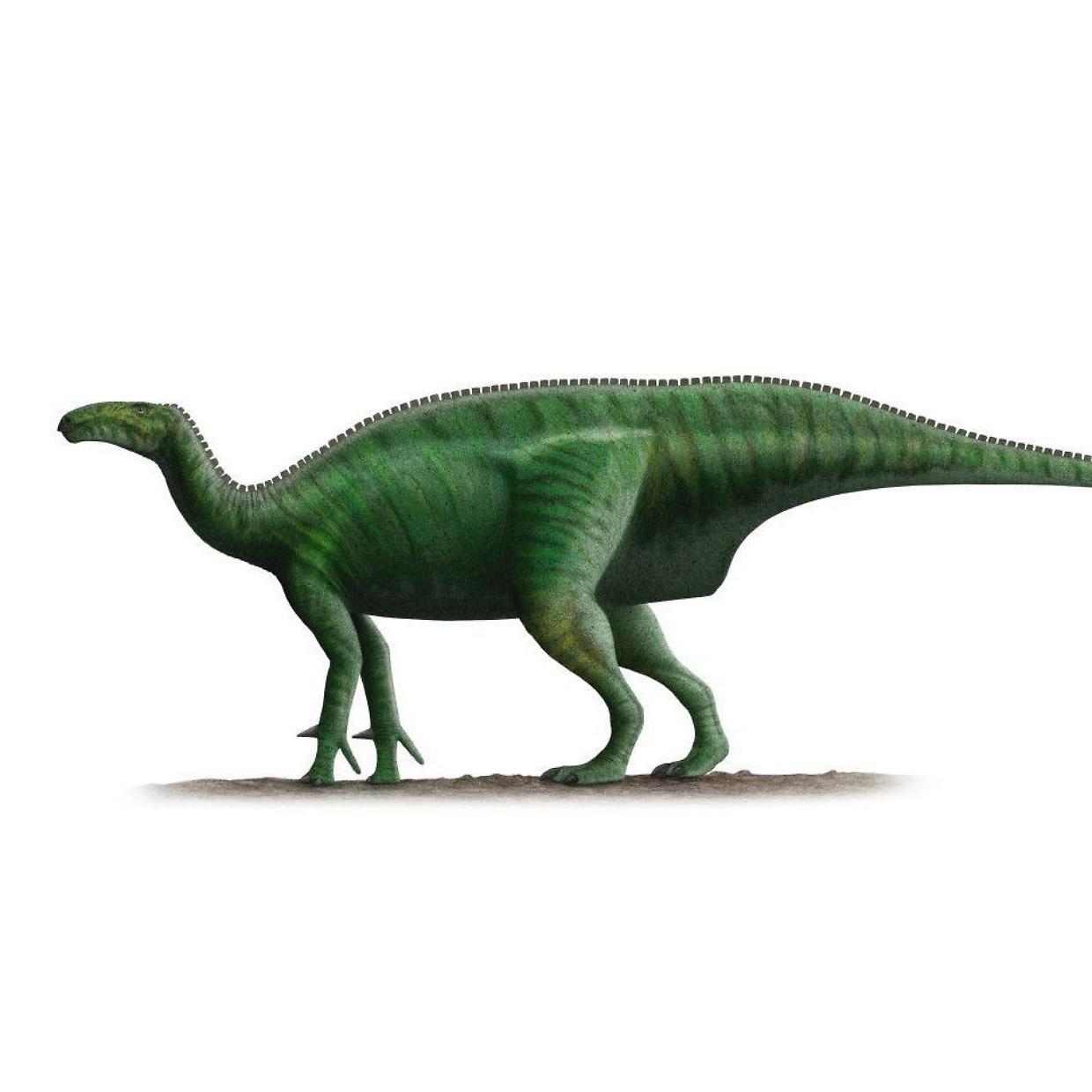 Nuovo dinosauro scoperto in Portogallo: l’italiano Filippo Bertozzo tra i protagonisti