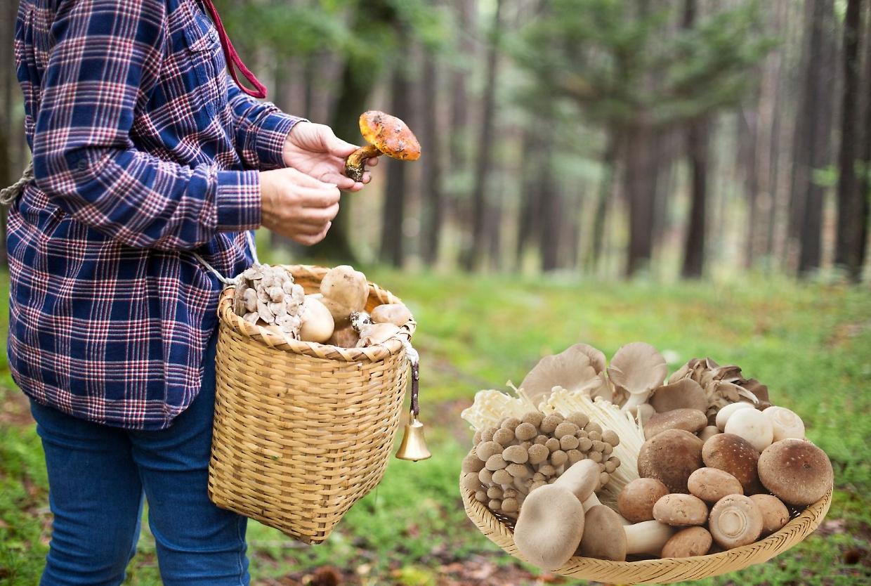 Funghi spontanei: l’ASL CN2 offre il controllo gratuito per mangiarli in sicurezza