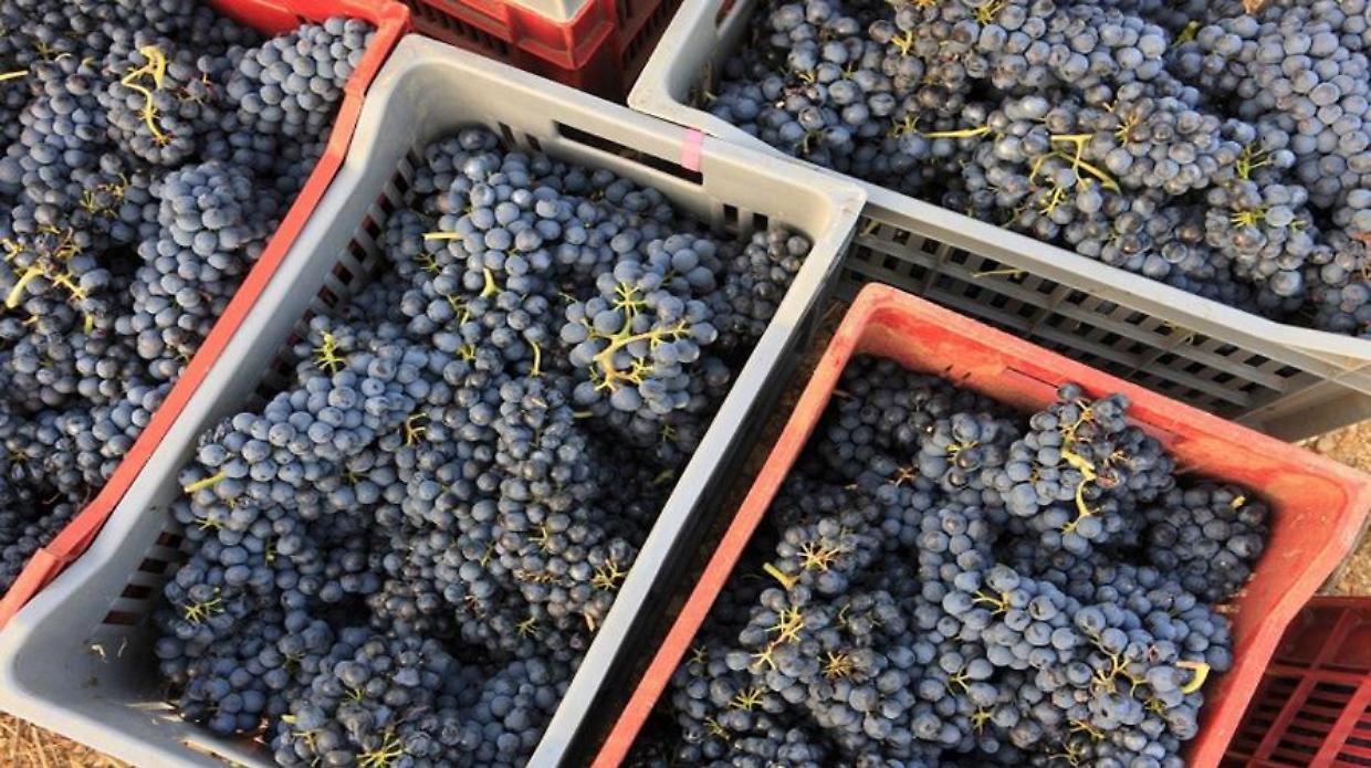 Piemonte, vendemmia 2025 da record: più uva e qualità sopra le attese