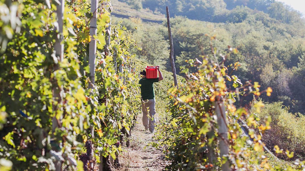 Gestione etica della manodopera nei vigneti delle Langhe: pronto il modello di responsabilità sociale