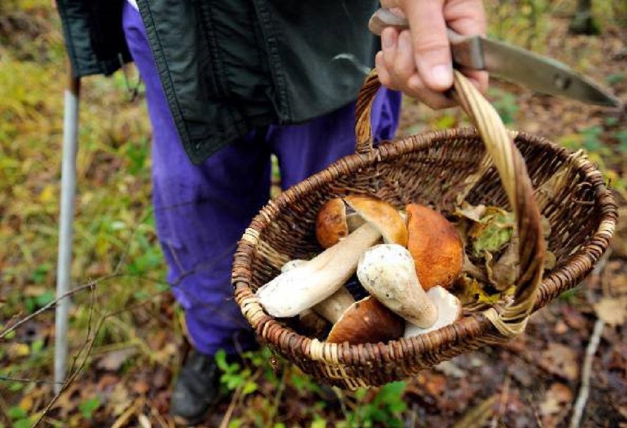 Guida completa alla raccolta funghi in Piemonte