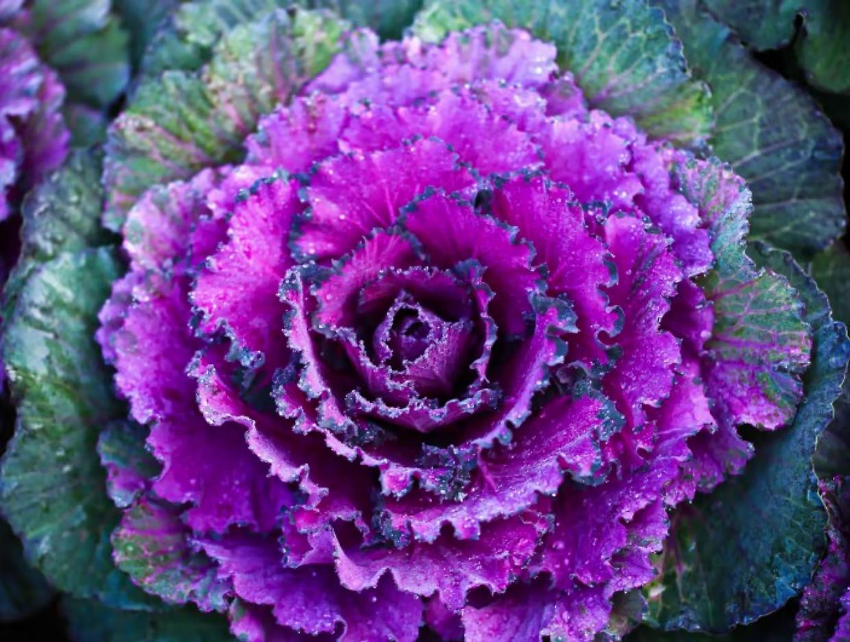 10 piante che fioriscono anche in autunno