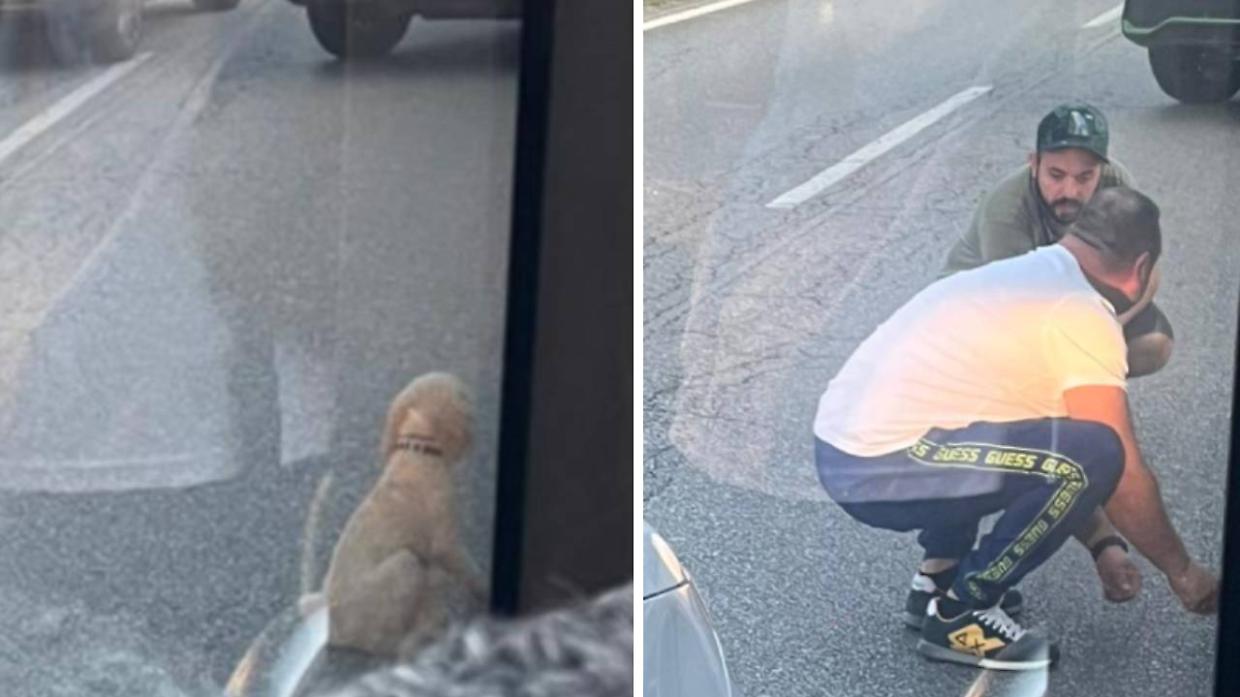 A sinistra, il cane. A destra, tiktoker Davide D'urso cerca di recuperare l'animale