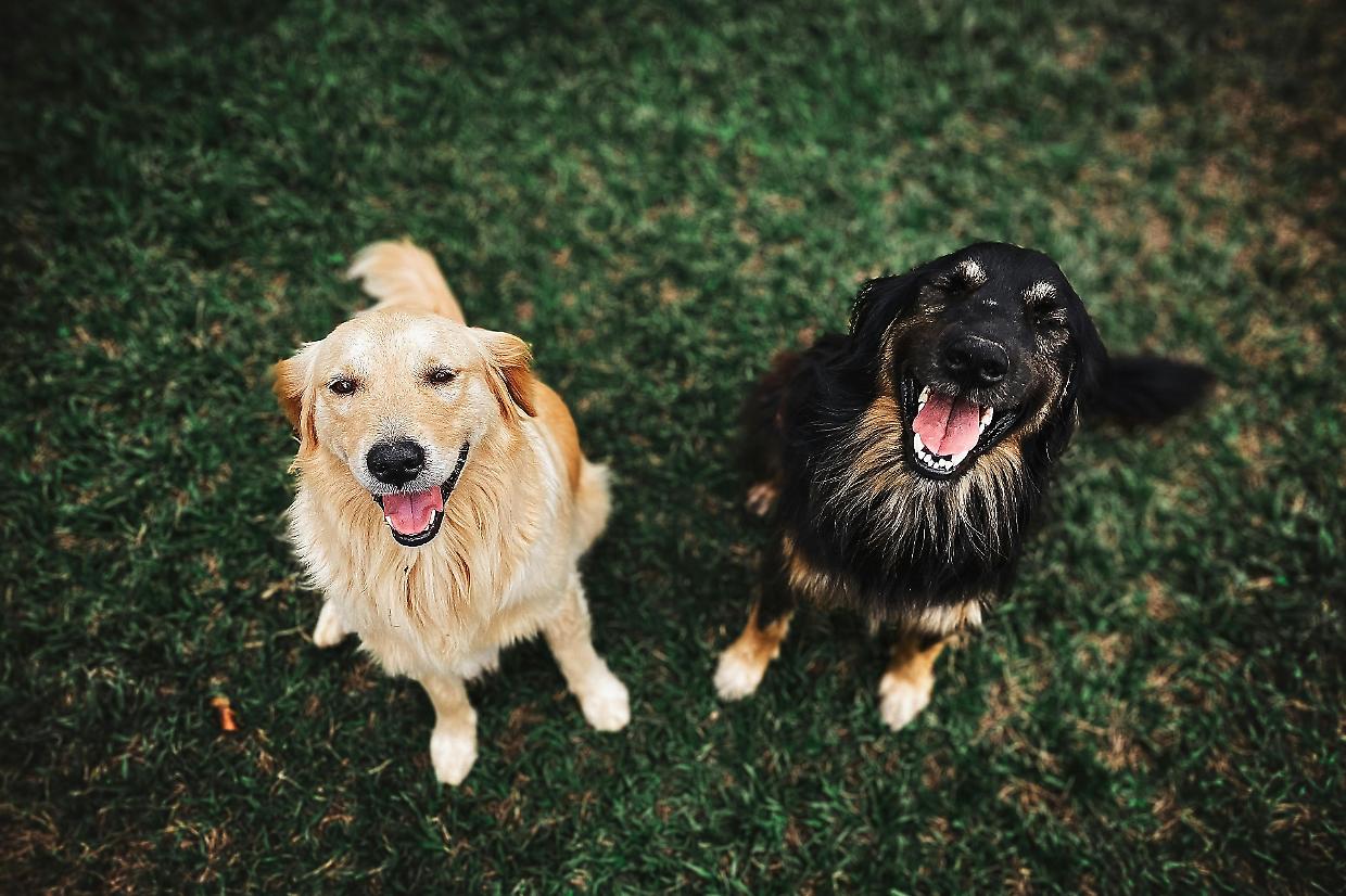 La Loggia: al via l'ampliamento dell'area cani di via Morardo