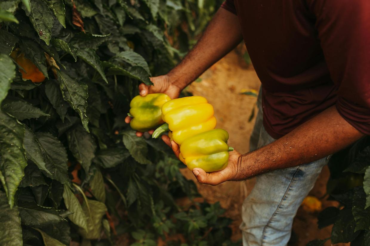 Slow Food lancia "Produttori e artigiani custodi": una rete per salvare i saperi antichi
