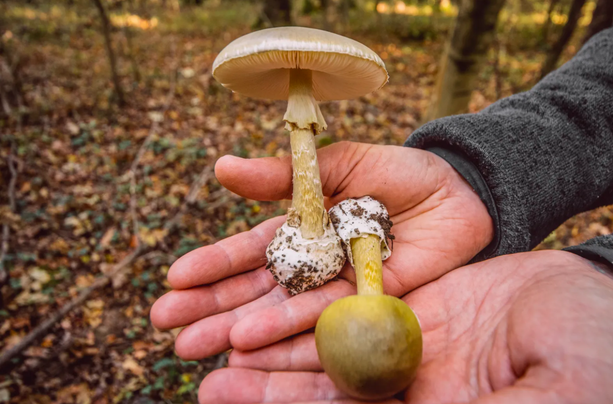 funghi in primo piano: a Roreto di Cherasco la premiazione del calendario naturalistico 2025