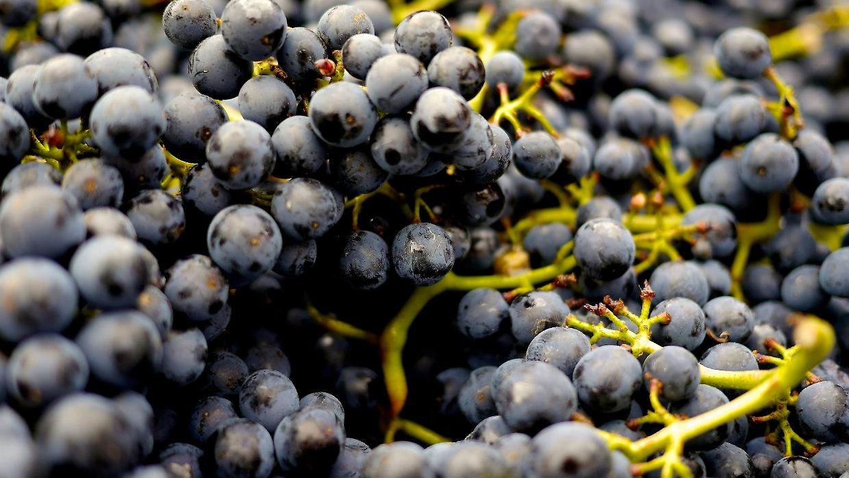 Uva nera, il frutto d’autunno dai “superpoteri”