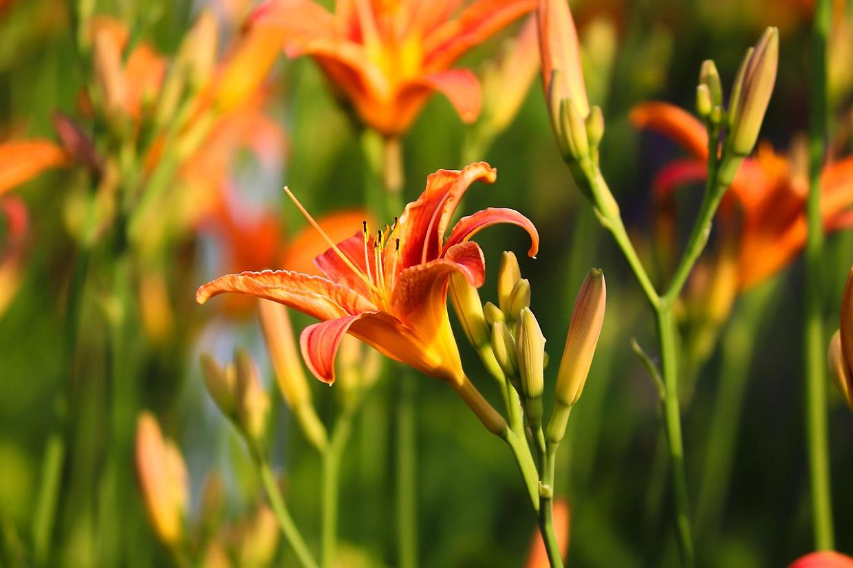 Coldiretti denuncia: import fiori e piante raddoppiato, a rischio i produttori italiani