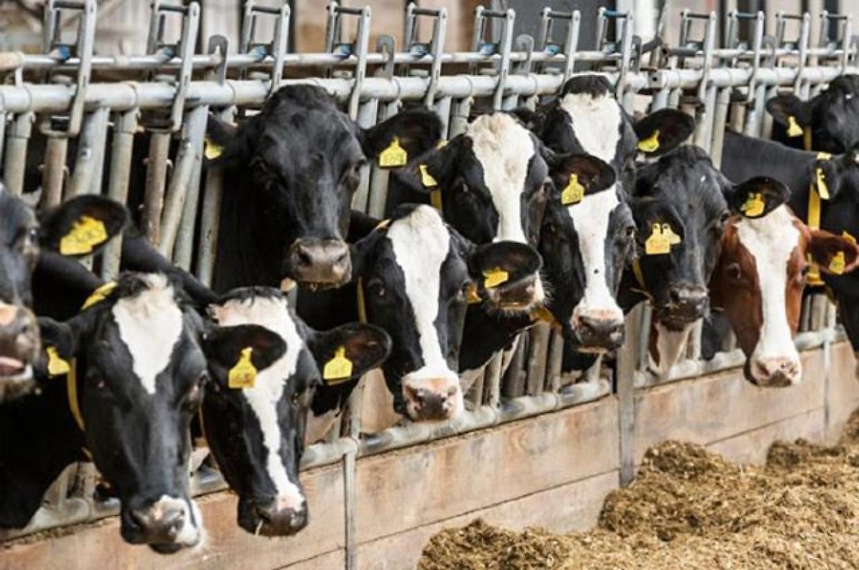 Verolengo, la ferita rimane aperta dopo la mucca macellata
