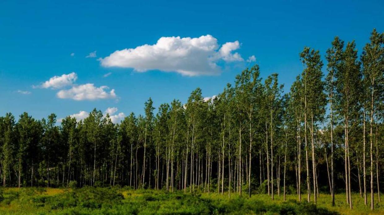 Pioppicoltura, firmata a Milano l’intesa per rafforzare la filiera in Piemonte e nel Nord Italia