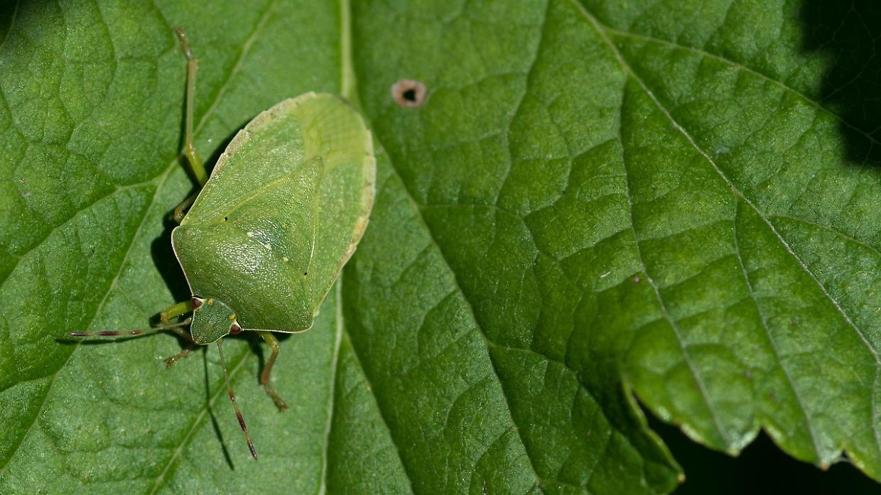 Come allontanare le cimici: metodi naturali e prevenzione