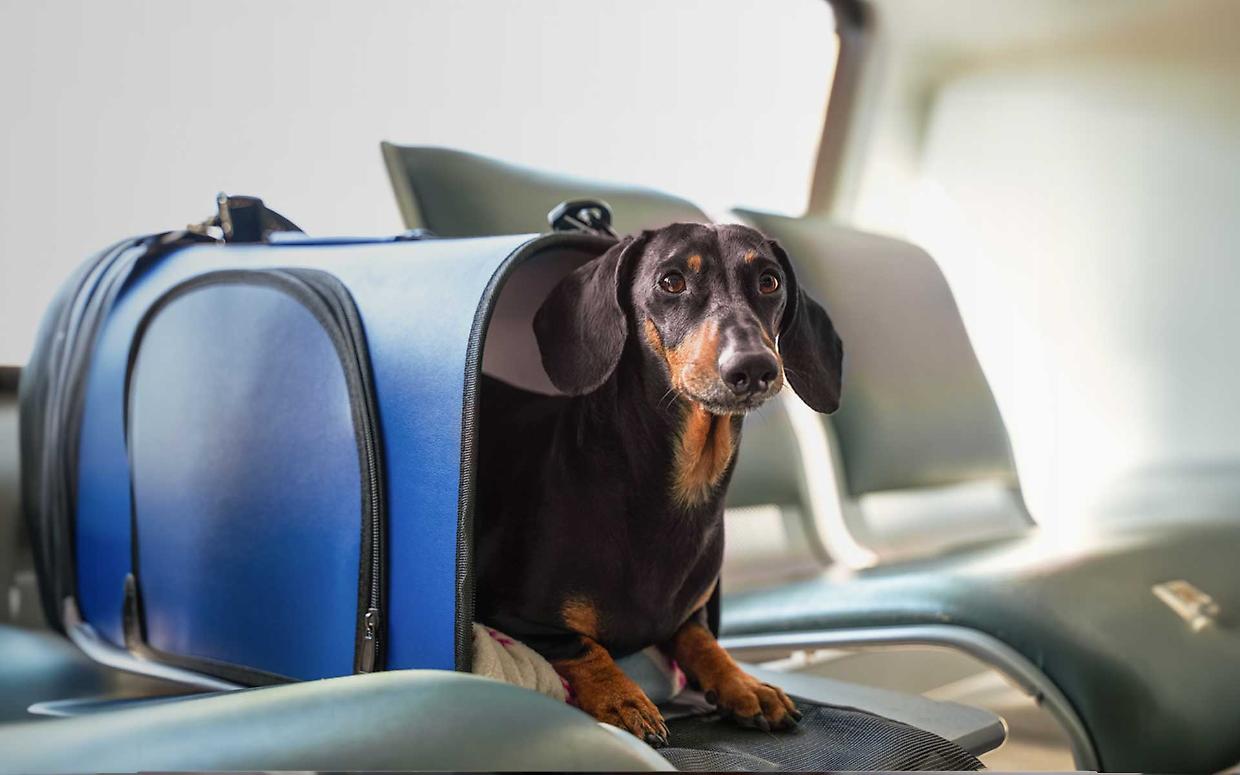 Domani i cani voleranno in cabina senza trasportino: una prima assoluta in Italia