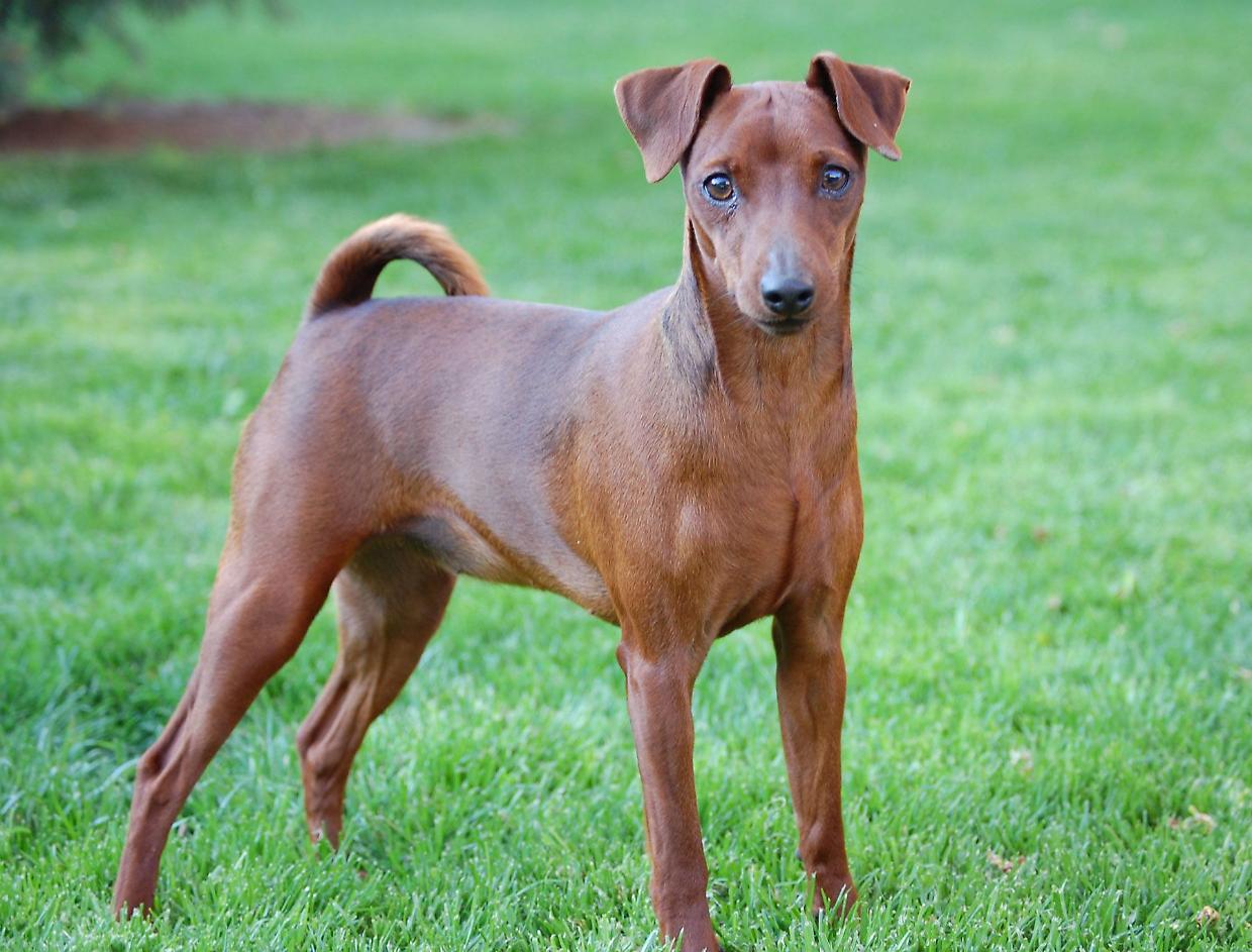 Accoltellata alla gola per il cane che abbaia: riconosce la voce dell’aggressore in aula
