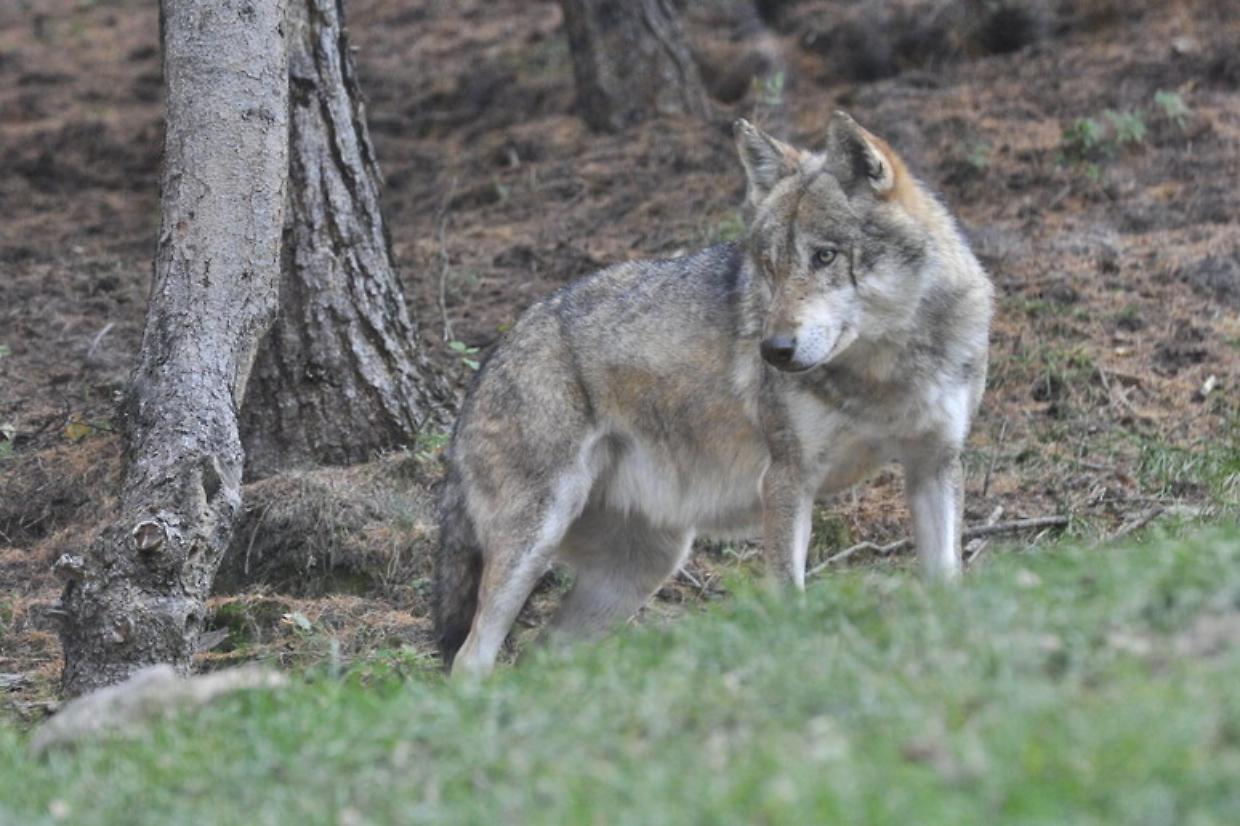 Villadossola, il lupo colpisce ancora: sbranati un agnello e due pecore