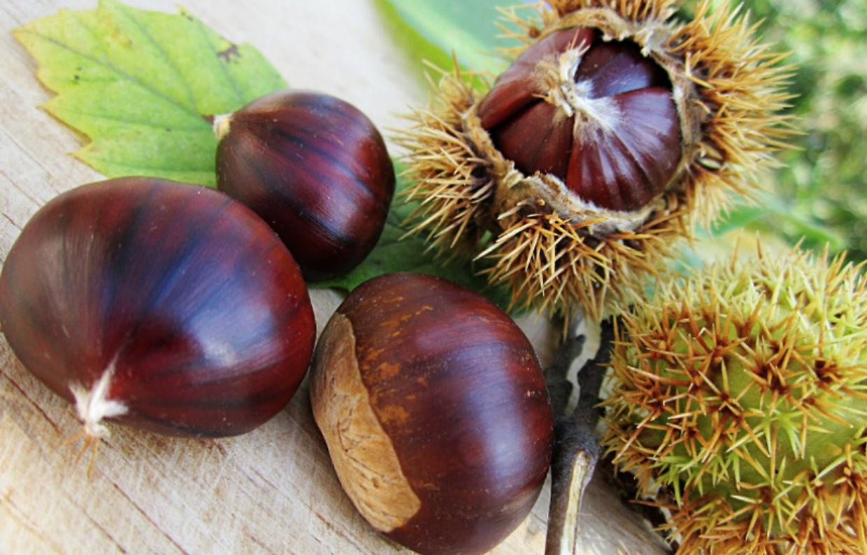 Castagne, 5 errori da non fare in cucina: dai marroni al vino giusto