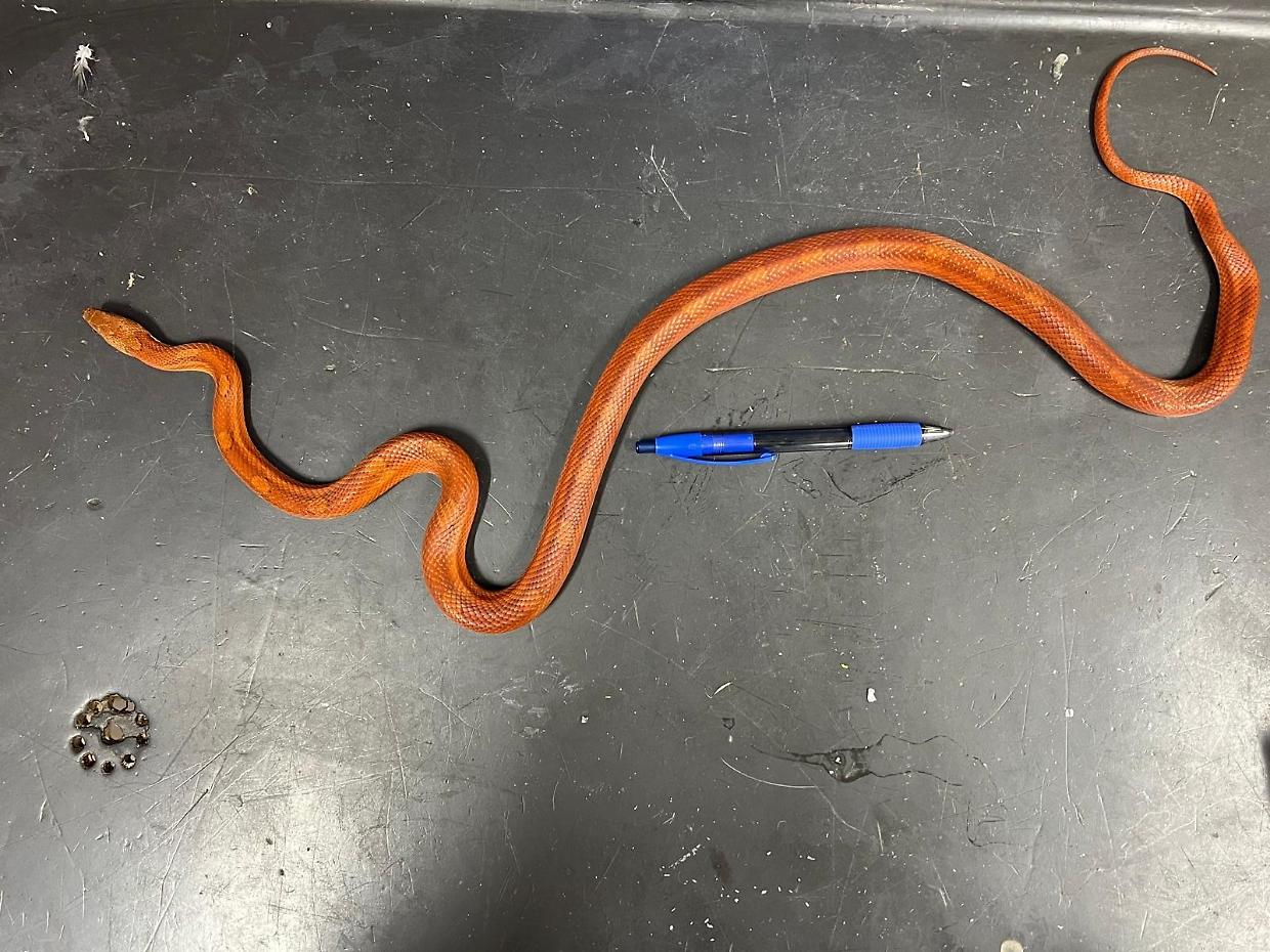 Trovato serpente del grano a Torino: l'animale domestico aspetta i suoi proprietari al CANC