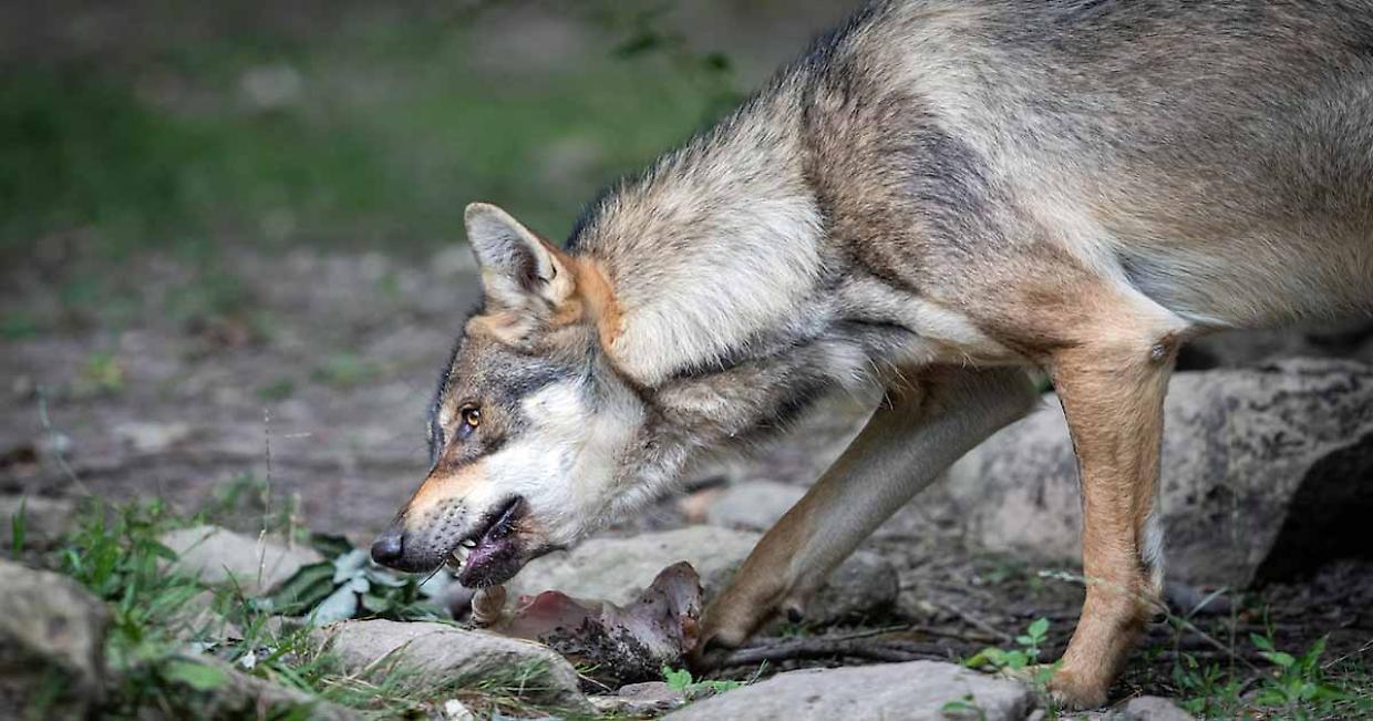 Villadossola, il lupo colpisce ancora: sbranati un agnello e due pecore