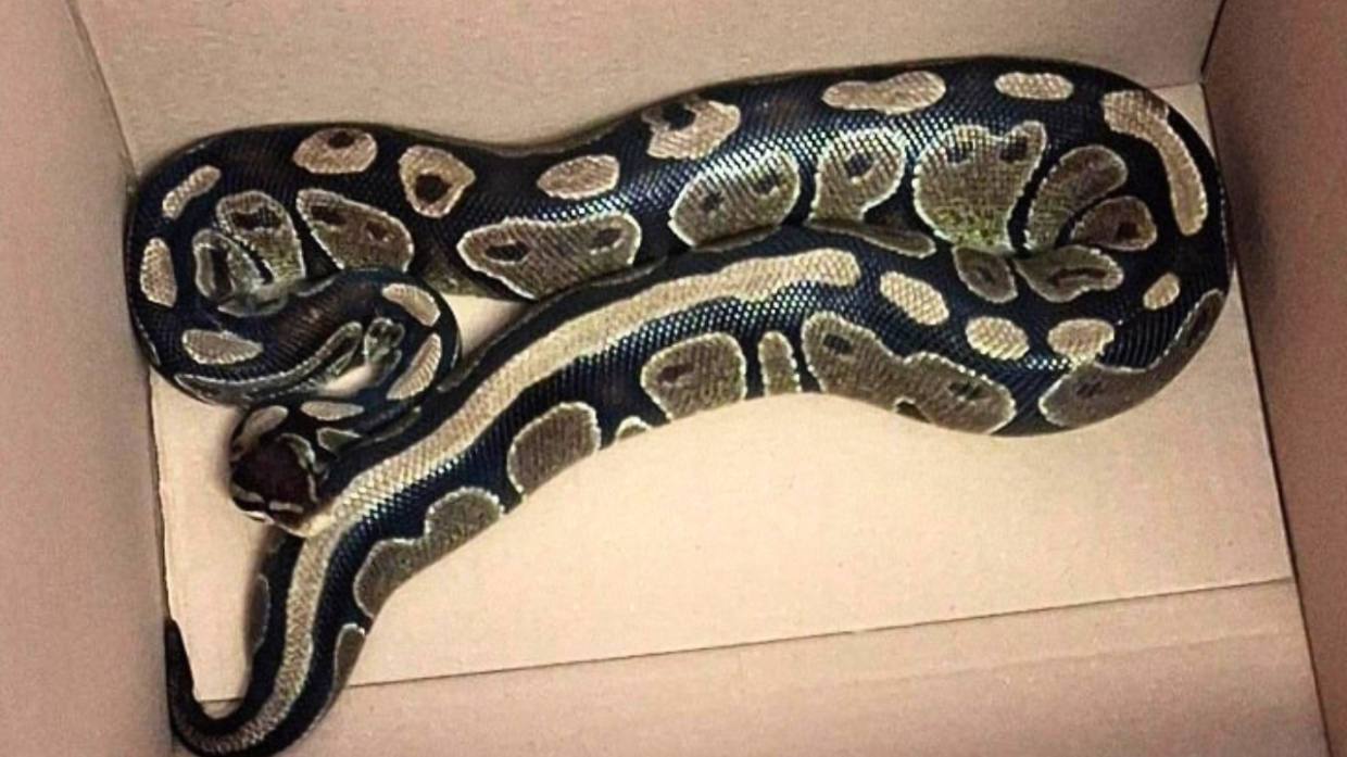 Serpente e cavie abbandonati a Rivoli, sono in cura per ipotermia