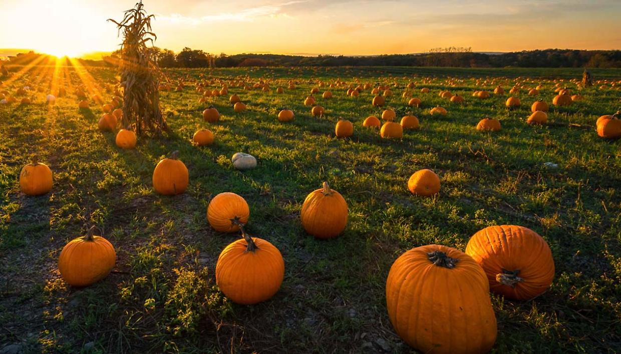Campi di zucche e feste in Piemonte: ecco tutti gli eventi dell’autunno 2025