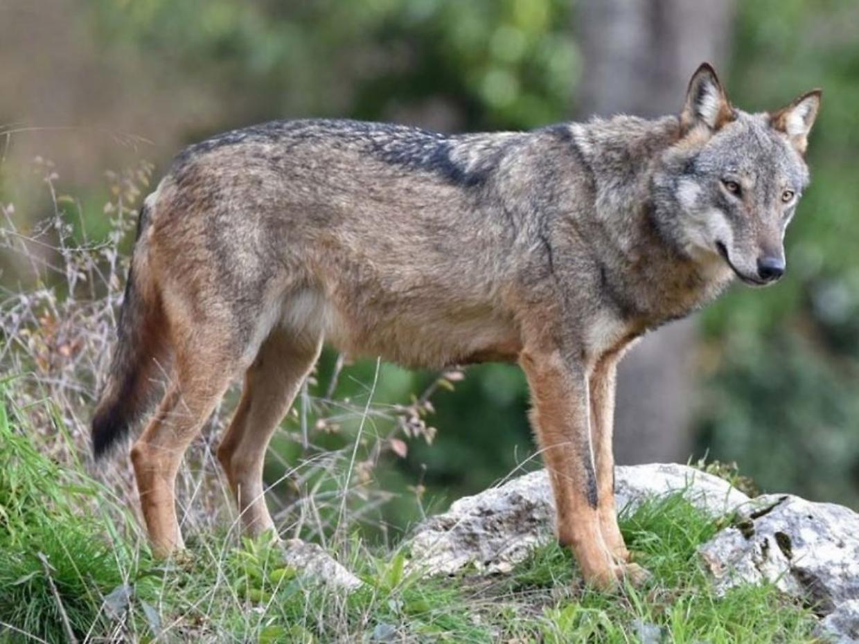 Pastore ferito da un lupo mentre cerca di salvare le sue pecore
