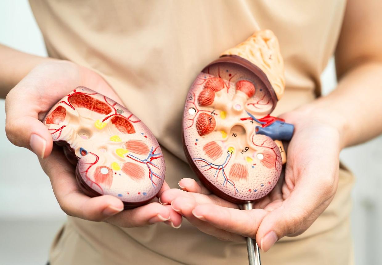 Tumori urologici, 87mila nuovi casi l’anno in Italia: come cambiano cure e qualità della vita